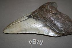 MEGALODON Fossil Giant Sharks Teeth Ocean No Repair 6.67 HUGE BEAUTIFUL TOOTH