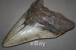 MEGALODON Fossil Giant Sharks Teeth Ocean No Repair 6.67 HUGE BEAUTIFUL TOOTH