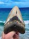 Megalodon Fossil Orange Shark Teeth Ocean No Repair 5.61 Huge Beautiful Tooth