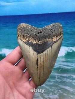 MEGALODON Fossil Orange Shark Teeth Ocean No Repair 5.61 HUGE BEAUTIFUL TOOTH