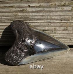 MEGALODON Fossil SHARK TOOTH withPyrite Polished 3.4/ 86mm 65g Cooper River, SC