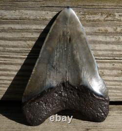 MEGALODON Fossil SHARK TOOTH withPyrite Polished 3.4/ 86mm 65g Cooper River, SC
