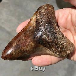 MEGALODON Fossil Shark Tooth 4.2 In. Meherrin River RED Must See Teeth