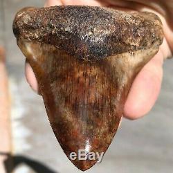 MEGALODON Fossil Shark Tooth 4.2 In. Meherrin River RED Must See Teeth