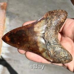 MEGALODON Fossil Shark Tooth 4.2 In. Meherrin River RED Must See Teeth