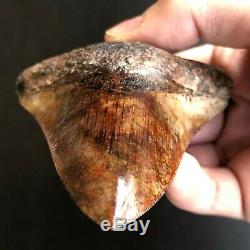 MEGALODON Fossil Shark Tooth 4.2 In. Meherrin River RED Must See Teeth