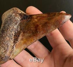 MEGALODON Fossil Shark Tooth 4.2 In. Meherrin River RED Must See Teeth