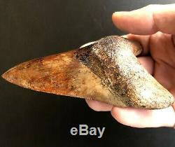 MEGALODON Fossil Shark Tooth 4.2 In. Meherrin River RED Must See Teeth