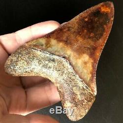 MEGALODON Fossil Shark Tooth 4.2 In. Meherrin River RED Must See Teeth