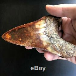 MEGALODON Fossil Shark Tooth 4.2 In. Meherrin River RED Must See Teeth