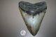 Megalodon Giant Shark Tooth Fossil Natural No Repair 6.08 Huge Beautiful Tooth