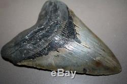 MEGALODON GIANT SHARK TOOTH FOSSIL Natural No repair 6.08 HUGE BEAUTIFUL TOOTH