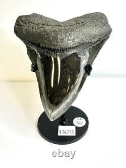 MEGALODON Polished Shark Tooth from The Carolina Coasts SN#142
