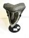 Megalodon Polished Shark Tooth From The Carolina Coasts Sn#142