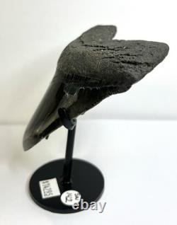 MEGALODON Polished Shark Tooth from The Carolina Coasts SN#142