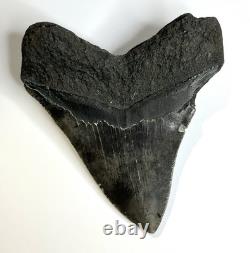 MEGALODON Polished Shark Tooth from The Carolina Coasts SN#142
