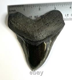 MEGALODON Polished Shark Tooth from The Carolina Coasts SN#142