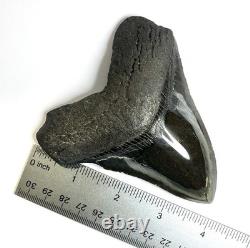 MEGALODON Polished Shark Tooth from The Carolina Coasts SN#142