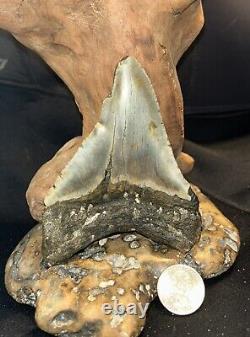 MEGALODON RARE PATHOLOGICAL All Natural Large 4.86 HUGE COMMERCIAL GRADE