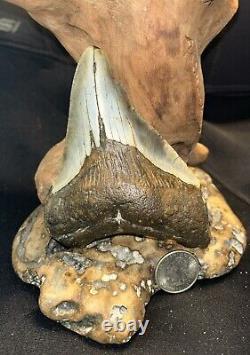 MEGALODON RARE PATHOLOGICAL All Natural Large 4.86 HUGE COMMERCIAL GRADE