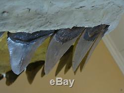 MEGALODON SHARK JAW tooth teeth mako great white fossil scuba dinosaur jaws