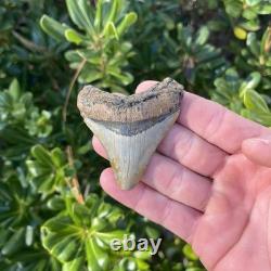 MEGALODON SHARK TOOTH 2.57 AUTHENTIC Fossil Real Big Sharks Teeth