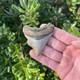 Megalodon Shark Tooth 2.57 Authentic Fossil Real Big Sharks Teeth