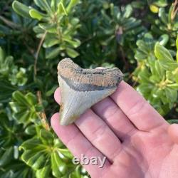 MEGALODON SHARK TOOTH 2.57 AUTHENTIC Fossil Real Big Sharks Teeth