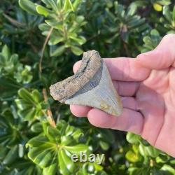 MEGALODON SHARK TOOTH 2.57 AUTHENTIC Fossil Real Big Sharks Teeth