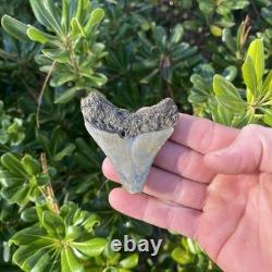 MEGALODON SHARK TOOTH 2.57 AUTHENTIC Fossil Real Big Sharks Teeth