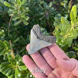 MEGALODON SHARK TOOTH 2.57 AUTHENTIC Fossil Real Big Sharks Teeth