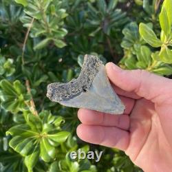 MEGALODON SHARK TOOTH 2.57 AUTHENTIC Fossil Real Big Sharks Teeth