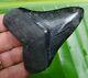 Megalodon Shark Tooth 3 & 11/16 In. Collector Grade Real Fossil