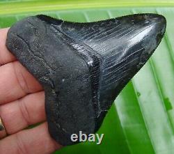 MEGALODON SHARK TOOTH 3 & 11/16 in. COLLECTOR GRADE REAL FOSSIL