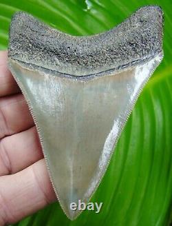 MEGALODON SHARK TOOTH 3 & 11/16 in. MUSEUM GRADE TOP 1% REAL FOSSIL