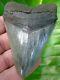Megalodon Shark Tooth 3 & 11/16 In. Top 1% Real Fossil Super Serrated