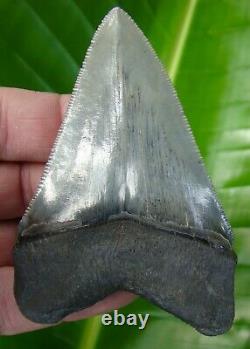 MEGALODON SHARK TOOTH 3 & 11/16 in. TOP 1% REAL FOSSIL SUPER SERRATED