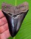 Megalodon Shark Tooth 3 & 13/16 Authentic Natural Georgia, Usa