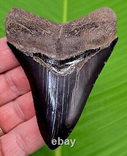 MEGALODON SHARK TOOTH 3 & 13/16 Authentic Natural GEORGIA, USA