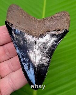 MEGALODON SHARK TOOTH 3 & 13/16 Authentic Natural GEORGIA, USA