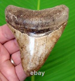 MEGALODON SHARK TOOTH 3 & 13/16 RARE ST. Mary's River with DISPLAY STAND