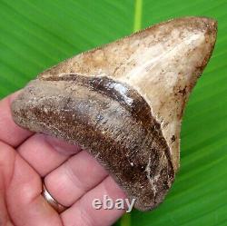 MEGALODON SHARK TOOTH 3 & 13/16 RARE ST. Mary's River with DISPLAY STAND