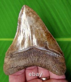 MEGALODON SHARK TOOTH 3 & 13/16 RARE ST. Mary's River with DISPLAY STAND