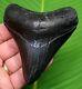 Megalodon Shark Tooth 3 & 13/16 In. Jet Black Top 1% Real Fossil