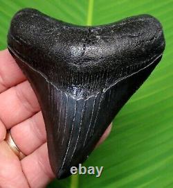 MEGALODON SHARK TOOTH 3 & 13/16 in. JET BLACK TOP 1% REAL FOSSIL