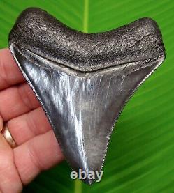 MEGALODON SHARK TOOTH 3 & 13/16 in. JET BLACK TOP 1% REAL FOSSIL