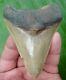 Megalodon Shark Tooth 3 & 13/16 In. Serrated Grade Real Fossil