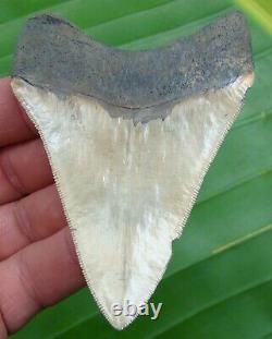 MEGALODON SHARK TOOTH 3 & 13/16 in. SERRATED GRADE REAL FOSSIL