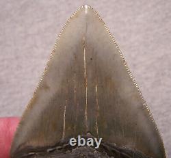 MEGALODON SHARK TOOTH 3 1/2 SHARK TEETH EXTINCT JAW FOSSIL Sharp serrations