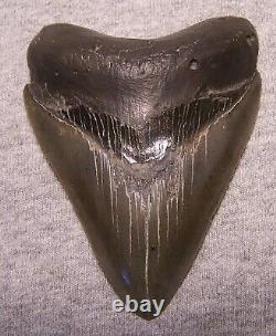 MEGALODON SHARK TOOTH 3 1/2 SHARK TEETH EXTINCT JAW FOSSIL Sharp serrations